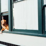 hund i vindue